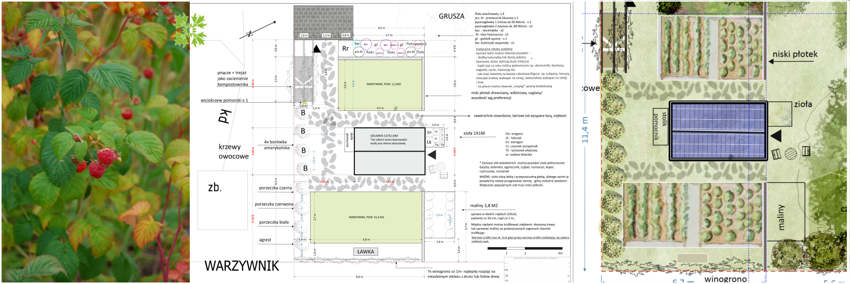projekt, ogród polski, rodzime rośliny zielona metamorfoza