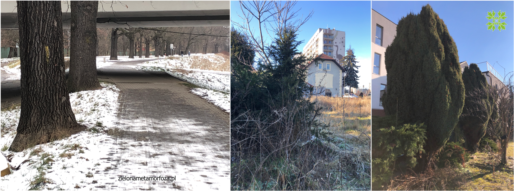 inwentaryzacje drzew wrocław
